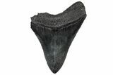 Serrated, Fossil Megalodon Tooth - South Carolina #301808-1